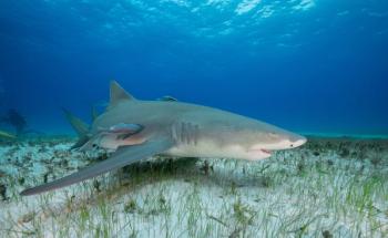 Lemon shark