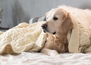 Suspect GI bleeding? What to do when you don't see red