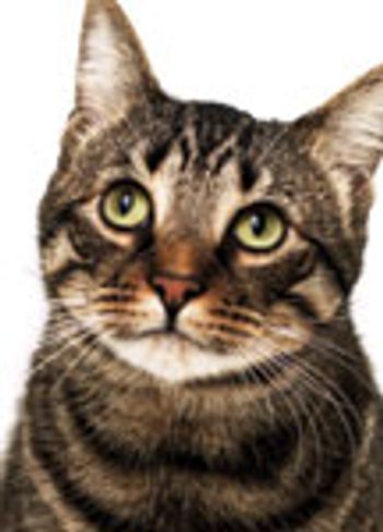 cat-566287-1384610910558.jpg