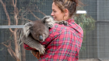 koala