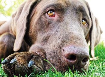 veterinary_sad_dog_87910646-450px.jpg