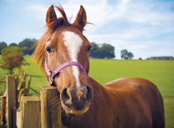 horse_pasture-754708-1384165199288.jpg