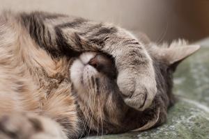 Treating feline arthritis with spectrum of care 
