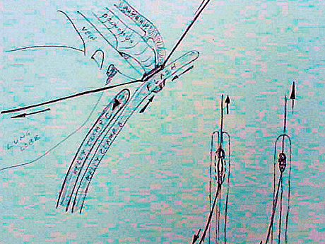 veterinary_crowe_diagram_3-615063-1384500314951.gif