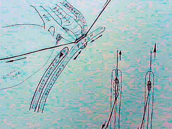 veterinary_crowe_diagram_3-615063-1384500314951.gif