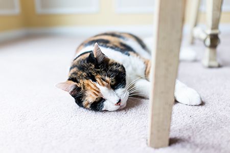 Immune Mediated Hemolytic Anemia Treating Cats And Dogs With A Complex Disease Immune Mediated Hemolytic Anemia Treating Cats And Dogs With A Complex Disease