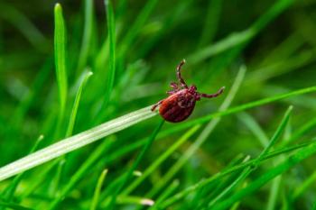 Photo: Oleksandr/Adobe Stock