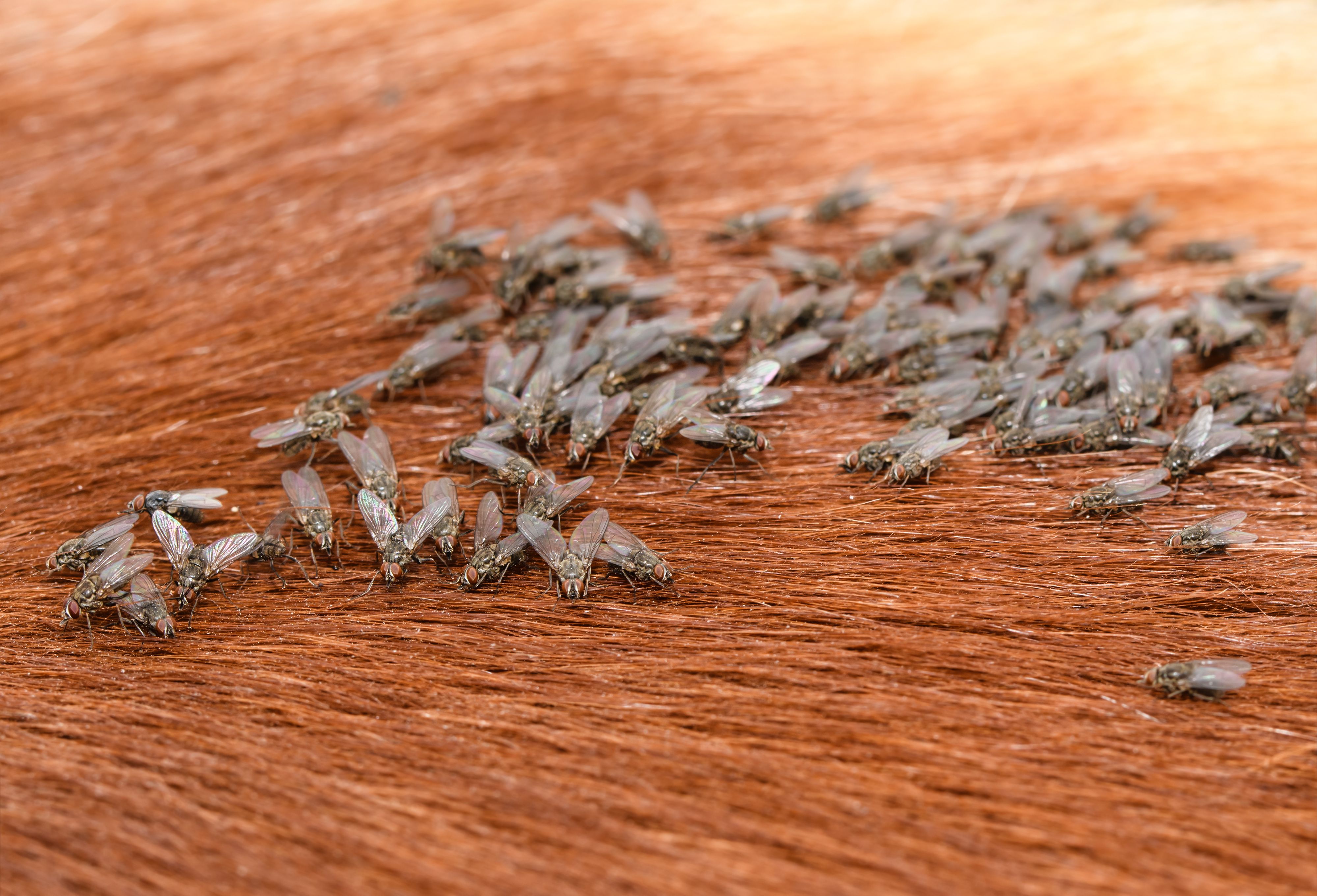Cow Fly Insect Protecting cattle from flies: Species identification and control methods