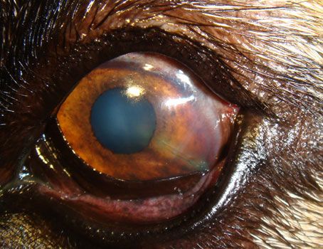 CattleDogGarcia_454x350-675631-1384275662820.jpg