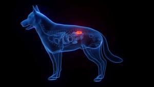 CKD in dogs
