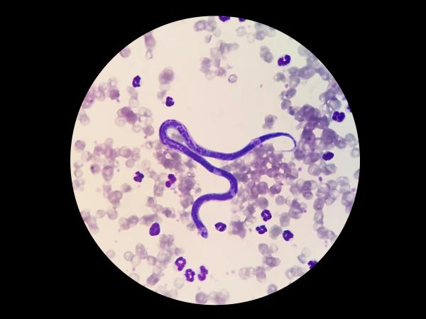 Are your clients underestimating heartworm risk? 