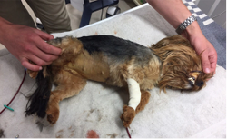 Repurposing common endocrine tests for use in canine critical illness