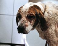 veterinary_0410_SA_Jeromin_2-662773-1384323226874.jpg