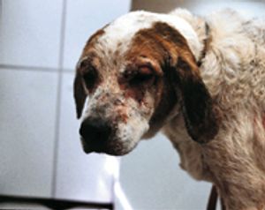 veterinary_0410_SA_Jeromin_2-662773-1384323226874.jpg