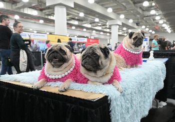 (Photo courtesy of The American Kennel Club and John Ricard)