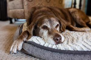 Supporting clients through pet loss: Compassionate strategies for veterinary teams