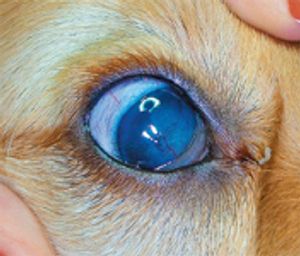 veterinary_experts0612_gionfriddo2-775782-1384161055216.jpg