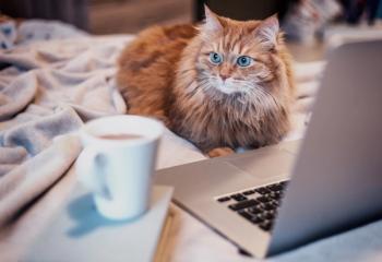 olezzo / stock.adobe.com