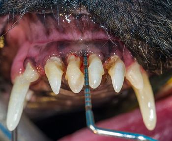 Bellows_Susie_upper_incisor_450.jpg