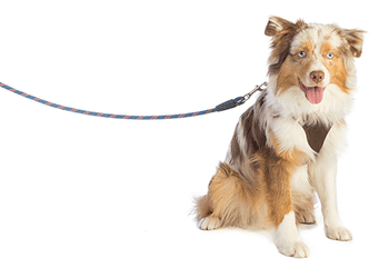 veterinary-dog-shepherd-harness-leash-203082139-450.gif