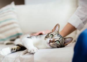 From stealth to signals: How artificial intelligence is transforming feline medicine