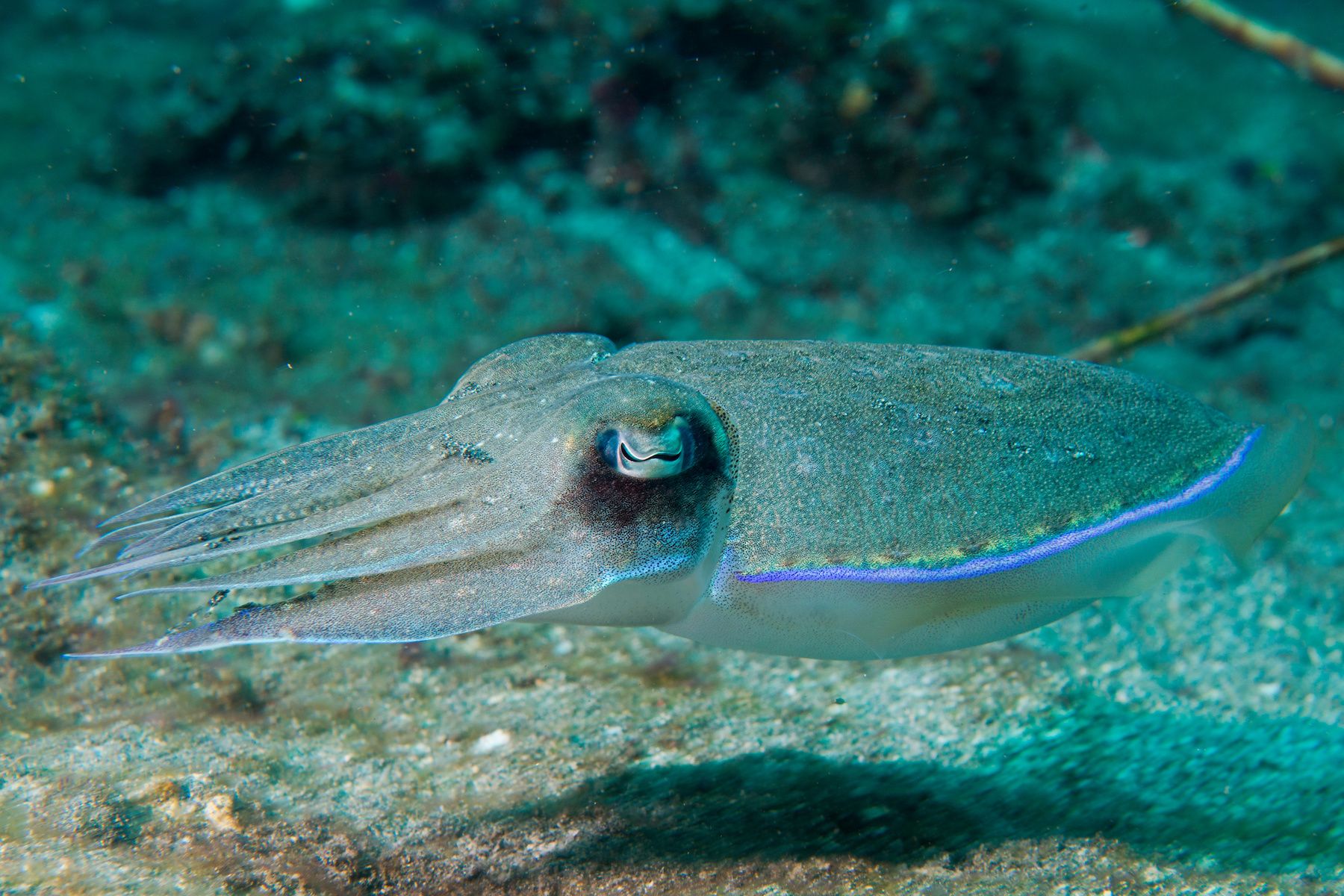 Squid camouflage