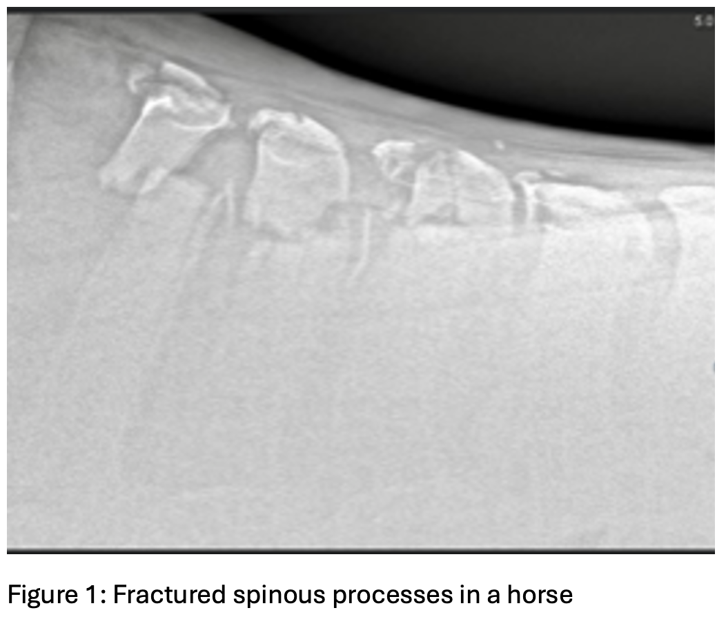 Fractured spinous processes in a horse
