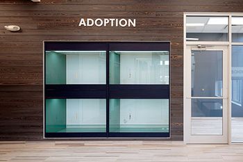 CoyneVeterinaryCenterCrownPoint_Adoption1-450.jpg