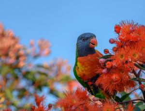 Veterinary scene Down Under: Wildlife care everywhere, plus AMR Vet Collective