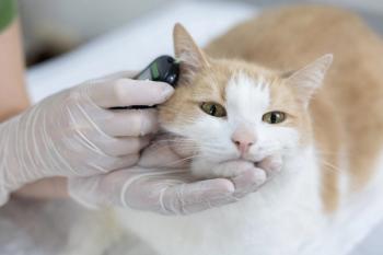 Cat with diabetes