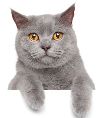 veterinary_cat_hanging_out_220.jpg