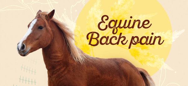 Managing equine back pain