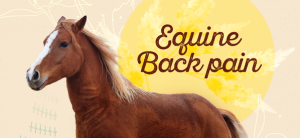 Managing equine back pain
