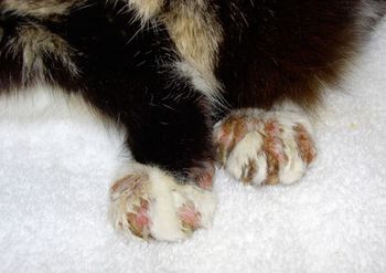 Veterinary_Ghubash_itchy_Cat_fig4.jpg