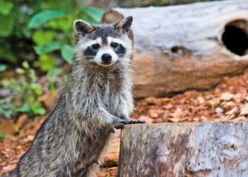 Veterinary-raccoon-469182515_450px.jpg