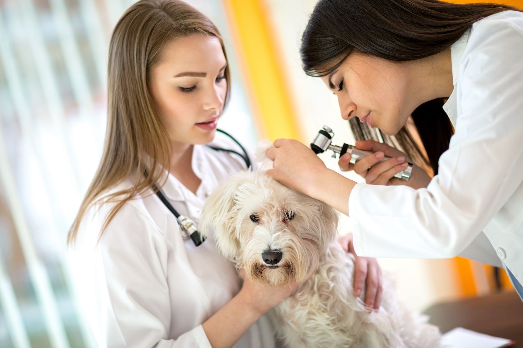 Veterinary mentorship