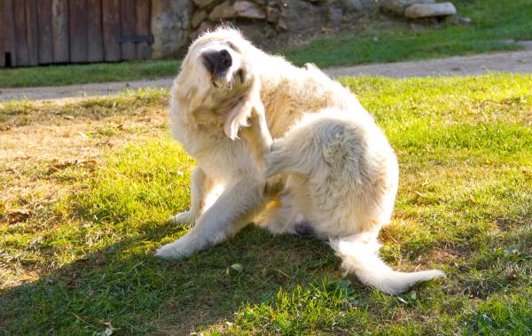 Chronic otitis externa: Why the ear isn't clearing, and how to fix it