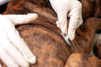 Canine cardiology