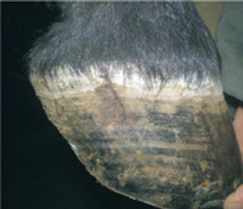i4-548908-1384668997552.jpg