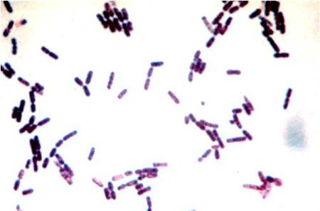 rod_organisms_450-751155-1384173008107.jpg