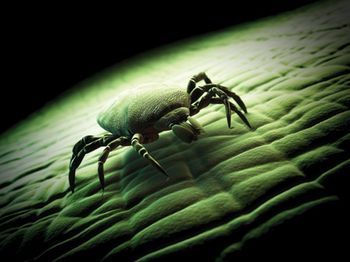 veterinary_tick_460716213_450.jpg