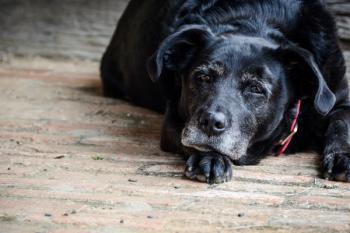 End-of-life care for pets