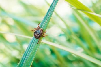 Photo: diy13/Adobe Stock