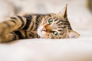 Feline behavior in practice: A 4-pillar approach and common misconceptions