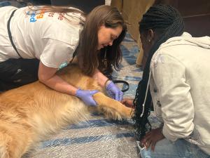 believe and belong in veterinary medicine