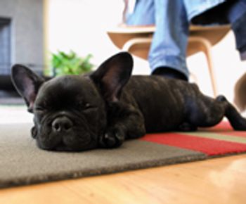 VM1210_dog_78328401-700247-1384211901442.jpg