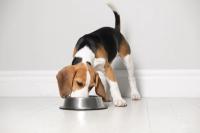 FDA issues no-objection letter for the first precision fermentation-derived animal protein for use in pet food
