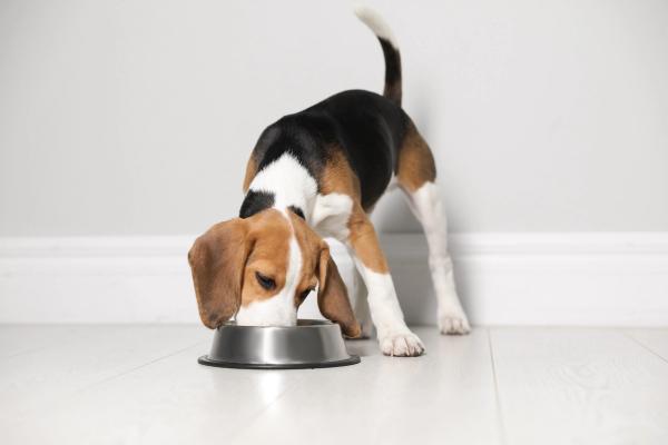 FDA issues no-objection letter for the first precision fermentation-derived animal protein for use in pet food