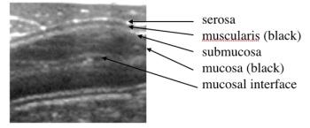 veterinary-gastrointestinal-ultrasonography-whats.png