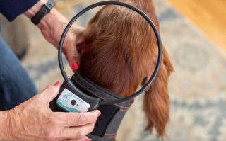 Curb canine anxiety with Calmer Canine